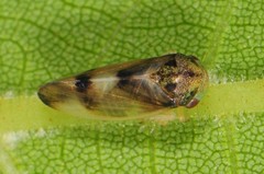 Pediopsoides distinctus