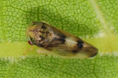 Pediopsoides distinctus