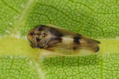 Pediopsoides distinctus