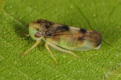 Pediopsoides distinctus