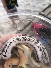 Holothuria princeps