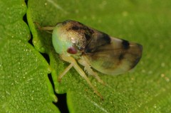 Pediopsoides distinctus