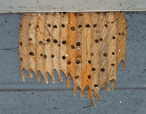Organ-pipe Mud-dauber Wasp