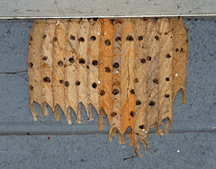 Organ-pipe Mud-dauber Wasp