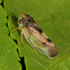 Pediopsoides distinctus