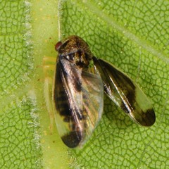 Pediopsoides distinctus