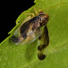 Pediopsoides distinctus