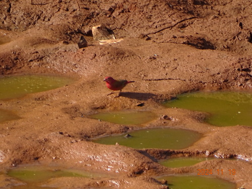 Red-billed Firefinch