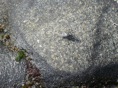 Melanderia mandibulata