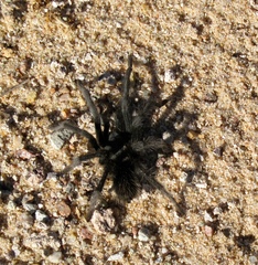 Aphonopelma icenoglei
