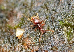 Pselaphinae
