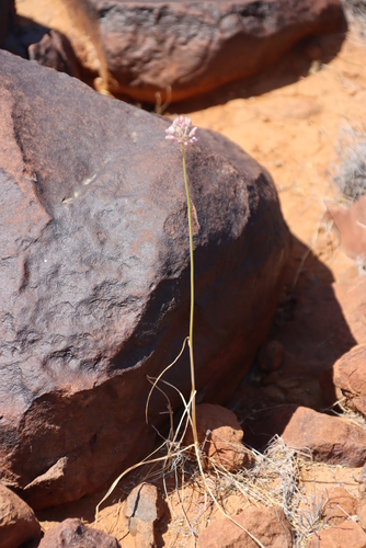 Image of Allium synnotii by (c) Tony Rebelo, some rights reserved (CC BY-SA)