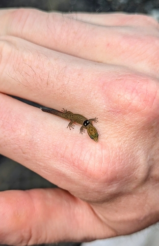 Big-scaled Dwarf Gecko, Sphaerodactylus grandisquamis