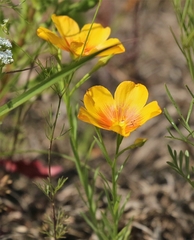 Linum berlandieri