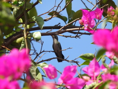 Cynanthus latirostris