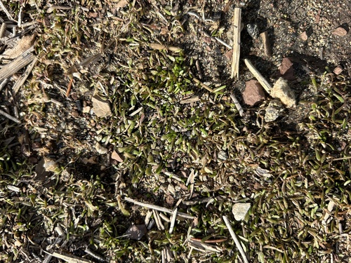 Image of Mudmat (Glossostigma cleistanthum) by (c) Bonnie Semmling, some rights reserved (CC BY)