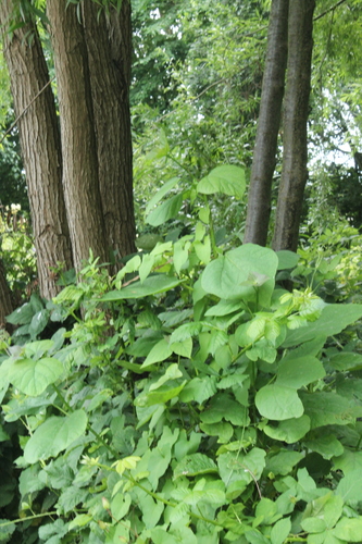 Catalpa bignonioides