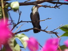 Cynanthus latirostris