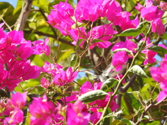 Cynanthus latirostris