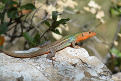 Peloponnese Wall Lizard photo 1