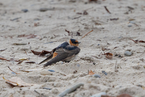 Golondrina pueblera (Petrochelidon fulva)