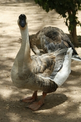 Anser cygnoides domesticus