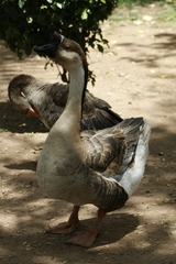 Anser cygnoides domesticus