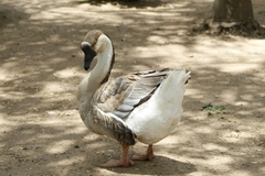 Anser cygnoides domesticus