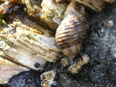 Nucella canaliculata