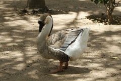 Anser cygnoides domesticus