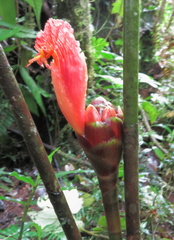 Costus zamoranus