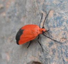Ptychoglene coccinea