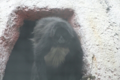 Ateles geoffroyi