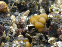 Leathesia marina