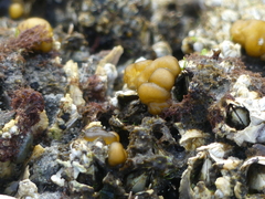 Leathesia marina