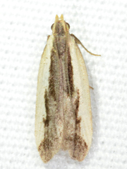 Dichomeris serrativittella