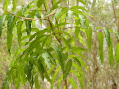 Thouinidium decandrum