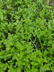 Lindernia dubia anagallidea