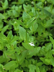 Lindernia dubia anagallidea