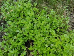 Lindernia dubia anagallidea