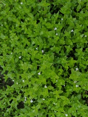 Lindernia dubia anagallidea