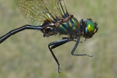 Somatochlora franklini