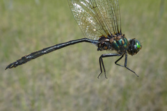 Somatochlora franklini