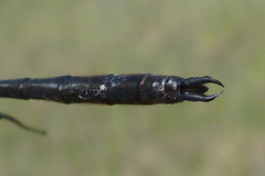 Somatochlora franklini