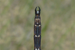 Somatochlora franklini