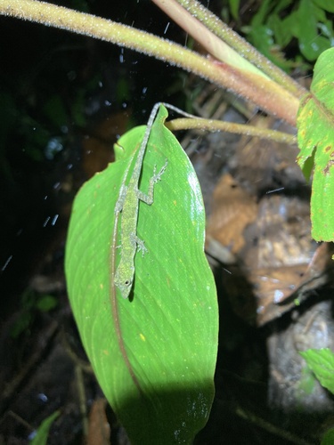 Carpenter Anole, Anolis carpenteri