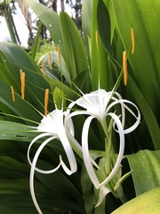 Hymenocallis