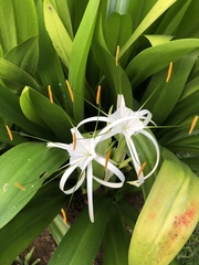 Hymenocallis