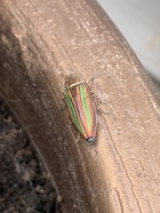 Buprestis striata