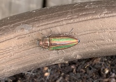 Buprestis striata